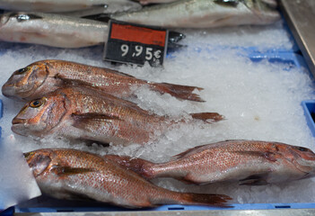 fish on ice in good price 