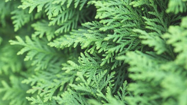 details of evergreen leaves of thuja branches background zooming close-up