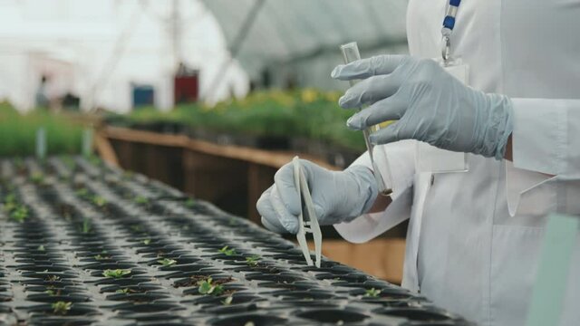 Midsection slowmo of unrecognizable female agricultural engineer in lab coat using tweezers for taking seeds from soil placing into test tube for scientific research
