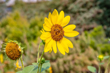 Shallow focus on a sunflower with a lovely blurry background.