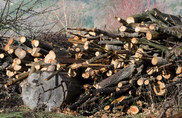 firewood stacked in the field, pine firewood