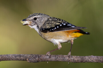 Spotted Pardalote with sap sucking psyllids in bill for young in nest