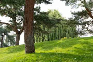 Fototapeta na wymiar Green gras and tree in the park