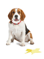 Cute dog near wet spot on white background