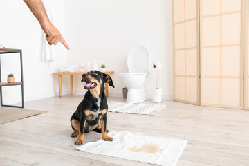 Owner scolding naughty dog for wet spot on floor