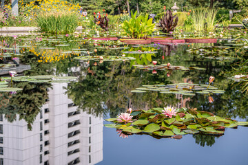 Fototapeta na wymiar Beautiful water lilies and lily pads on a pond in summer.