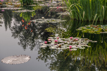 Beautiful pink water lily with lily pads on a pond. Sunlight reflects off the surface of the pond.