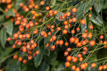 Rosa Polyantha Grandiflora berries in autumn