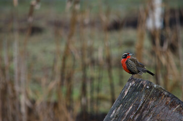 loica, Patagonian bird in the foreground on a tree trunk