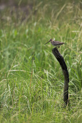 Snipe on burned post in grassy South Dakota field in vertical format
