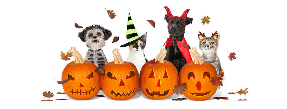 Halloween Puppies and Kittens With Jack-O-Lanterns