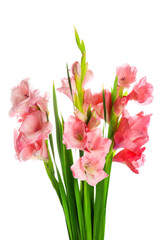 Gorgeous gladiolus flowers on white background