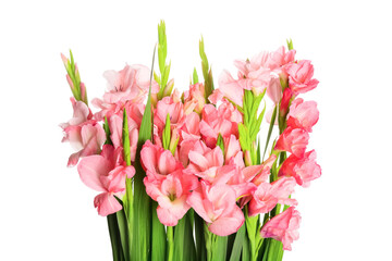 Gorgeous gladiolus flowers on white background