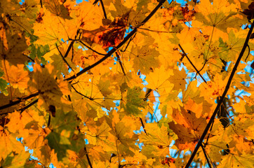 Beautiful autumn forest with golden leaves. Fall background