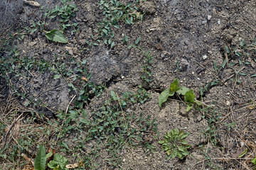 Various green plants on drought-cracked soil. Natural garden  background.
