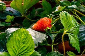 Fragaria × ananassa pertenece a la familia Rosaceae