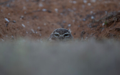 horned owl