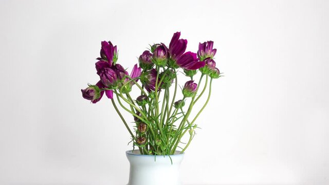 A bouquet of beautiful summer flowers kosmeya unfolds on a white background. Purple flowers close-up. Cosmos flower footage in High quality 4k.