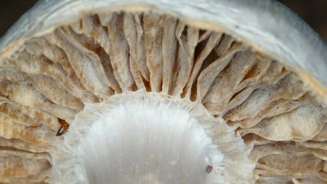 The gills oof the mushroom under the cap as seen on a closer look in Estonia