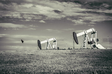 oil pump in the field