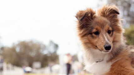 Cute Shetland Sheepdog puppy at the dog show. Sheltie 4 months old. Background with copyspace.