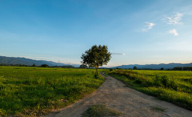 Rural road with green rice fields. Countryside landscape with a background of mountain and blue sky.