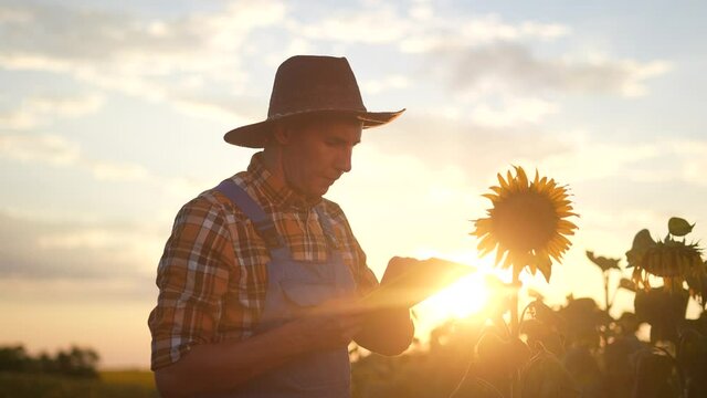 agriculture. farmer silhouette in hat works on a tablet in a field of yellow sunflower. business agriculture concept. farmer man examines the harvest in the field with flowers eco of sunflower