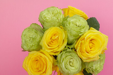 close-up of roses in a bouquet, flower arrangement with detail of the petals and their texture in studio with pink background, beauty of nature