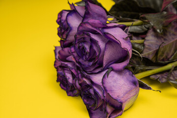 several violet roses lying on a yellow background, detail of the petals, beauty of nature and romantic gifts, natural flowers