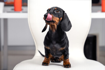 Adorable hungry dachshund puppy is sitting on chair, licking his lips and begging, blurred background. A well-fed satisfied baby dog tried new food or treats for pets.
