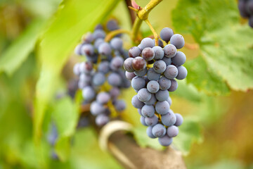 blue grapes in the organic garden