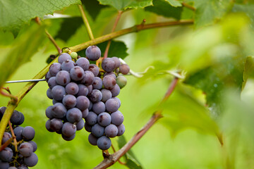 blue grapes in the organic garden