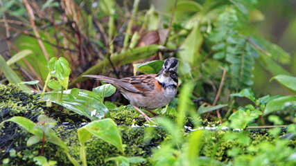 Rufous-collared sparrow (Zonotrichia capensis)   in Mindo, Ecuador