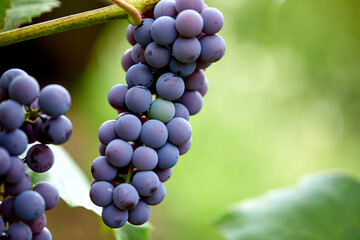 blue grapes in the organic garden