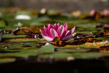 close up of a beautiful pink waterlily blooming in the pond surrounded by bug green leaves under the sun