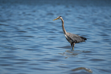 one great blue heron standing by the coast on a sunny day searching for fish