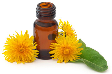 Medicinal dandelion and extract
