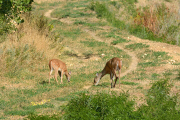 White tailed doe and fawn deer grazing on grass near off road tracks in park