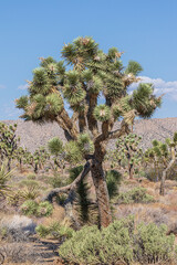 Joshua trees in yucca valley
