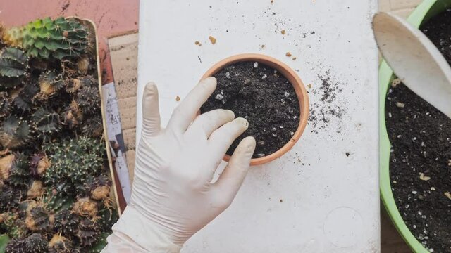 Plant and move pots, change soil, apply slow-release fertilizer for cactus plants in small pots. planting trees Make a small garden in your home. Caring for plants at home during the holidays
