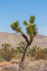 joshua trees in desert