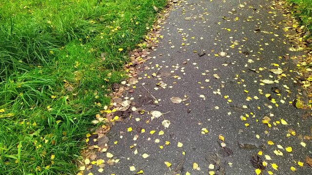 camera moves from left to right taking pictures of autumn leaves on a wet sidewalk in the park