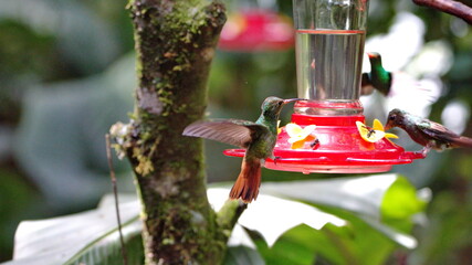 Rufous-tailed hummingbird (Amazilia Tzatcl) at a hummingbird feeder in Mindo, Ecuador
