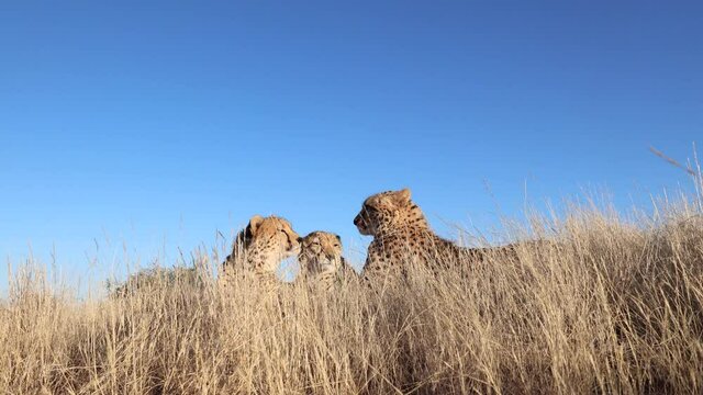Low angle: Cheetah family relaxes in savanna grass against blue sky