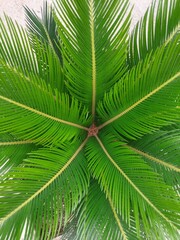 Photography of a revoluta palm tree. Garden sago.
