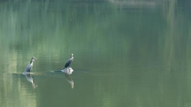 Two double-crested Cormorants (Phalacrocorax auritus) standing on rocks in slow moving river with soft green reflections of surrounding trees and morning light.