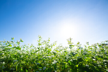 Fototapeta premium 蕎麦の花５