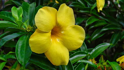 Fototapeta na wymiar Golden Trumpet Flower Growing in a Queensland Garden