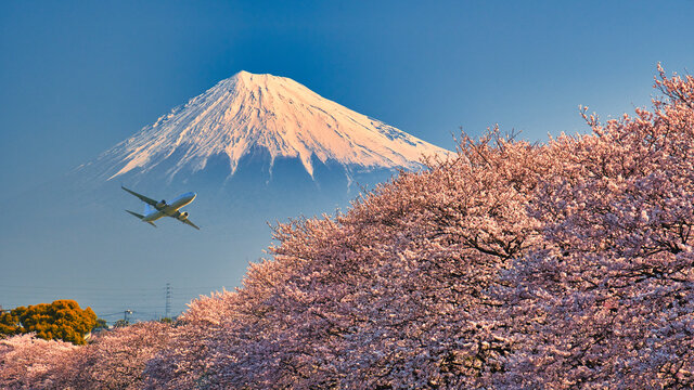 龍厳淵の桜 の画像 192 件の Stock 写真 ベクターおよびビデオ Adobe Stock