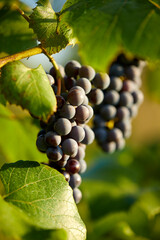 Fototapeta premium Ripe cabernet grapes ready for harvest in the farm